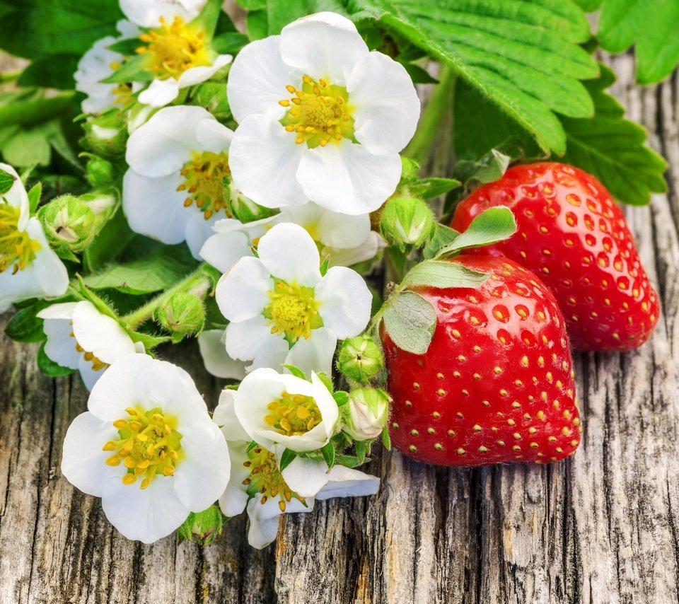 Обои цветы, клубника, ягоды, flowers, strawberry, berries разрешение 2880x1920 Загрузить