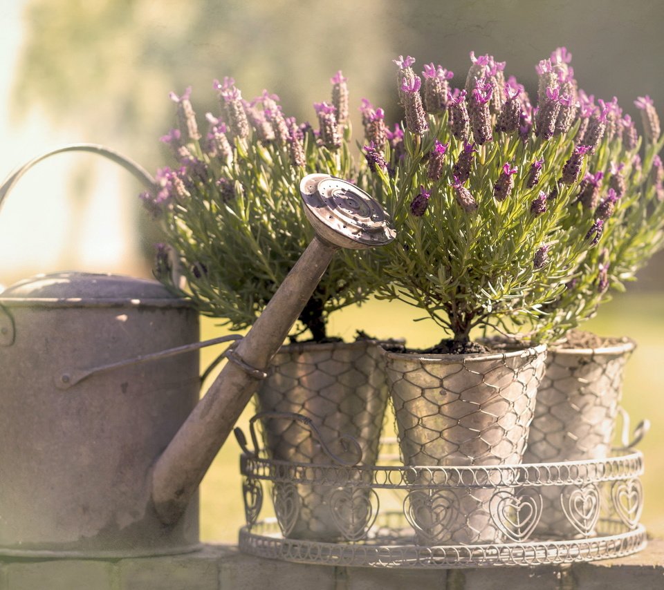 Обои цветы, лаванда, горшки, фотограф, лейка, just add water, julia martin, flowers, lavender, pots, photographer, lake разрешение 2046x1432 Загрузить