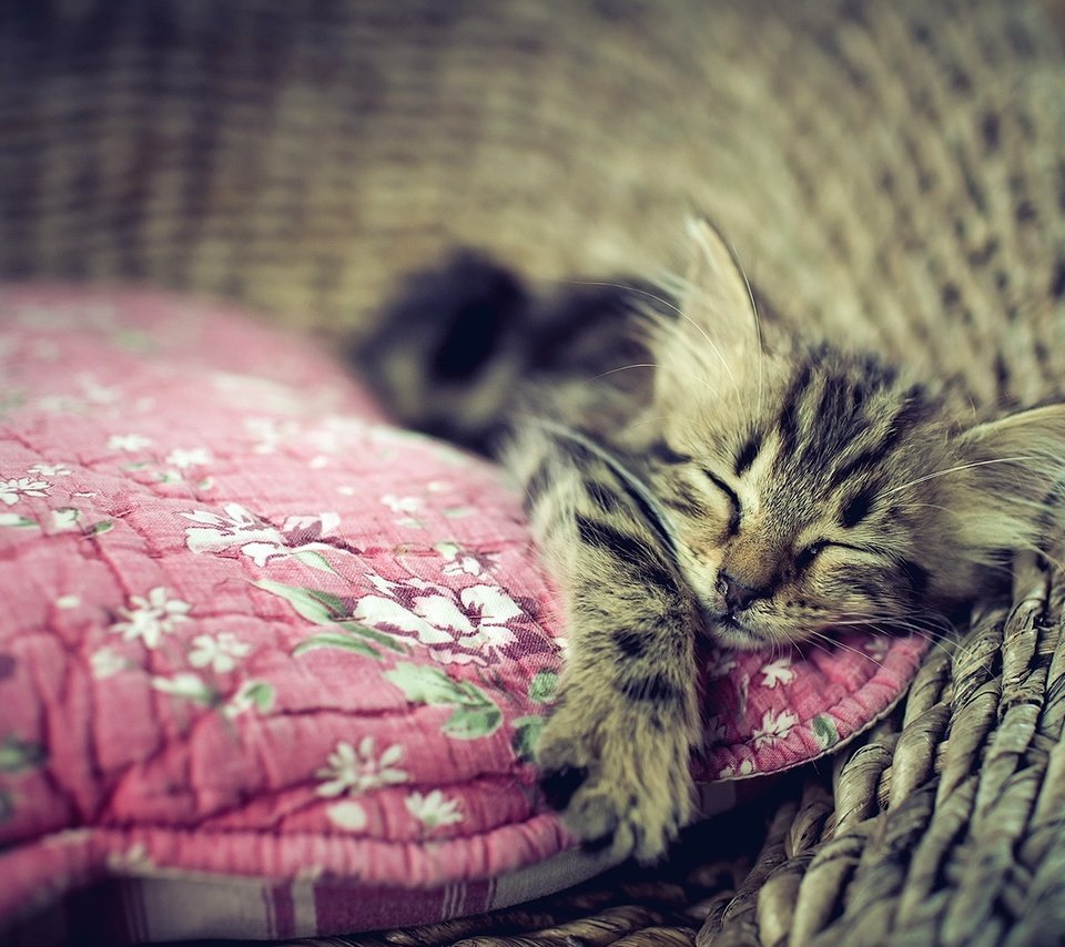 Обои кошка, сон, котенок, дом, уют, cat, sleep, kitty, house, comfort разрешение 1920x1294 Загрузить