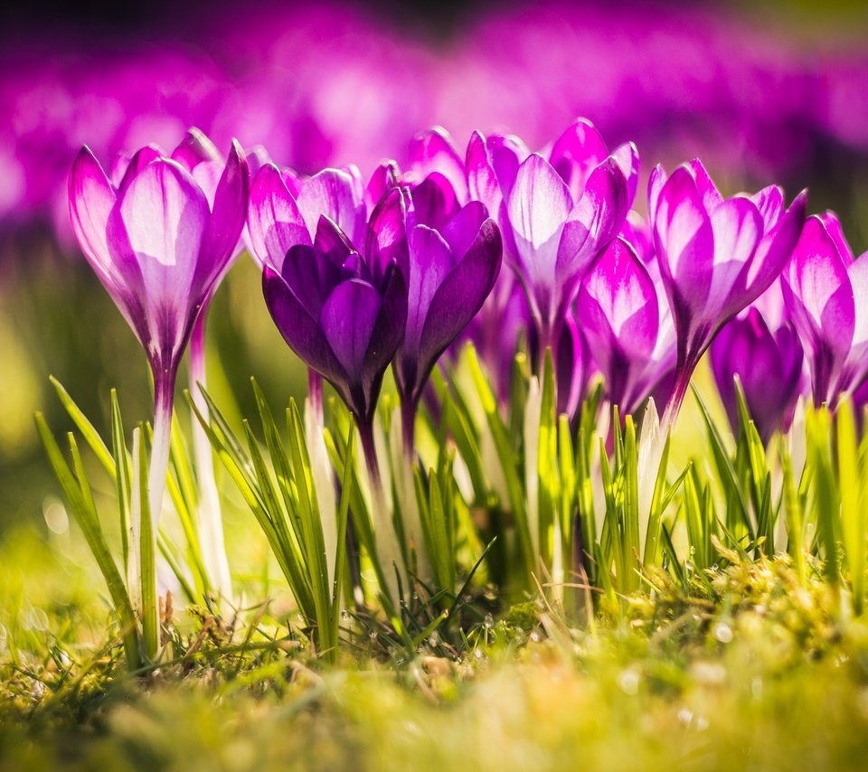 Обои свет, цветы, весна, крокусы, close up, light, flowers, spring, crocuses разрешение 2560x1600 Загрузить