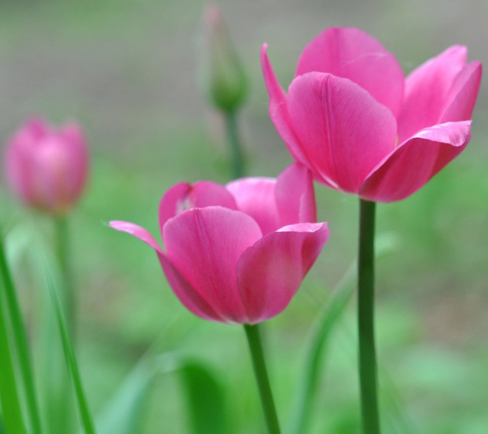 Обои природа, макро, лепестки, тюльпаны, стебель, nature, macro, petals, tulips, stem разрешение 2048x1360 Загрузить