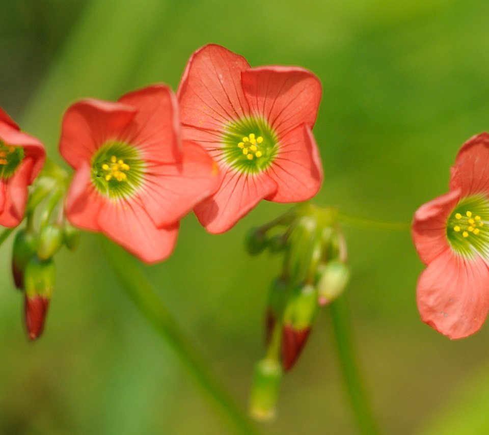 Обои цветы, макро, боке, кислица, rислица четырёхлистная, flowers, macro, bokeh, oxalis, the four-leaf galiza разрешение 3839x1954 Загрузить