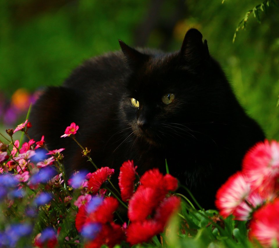 Обои цветы, кот, мордочка, взгляд, черный кот, маргаритки, flowers, cat, muzzle, look, black cat, daisy разрешение 3010x2007 Загрузить