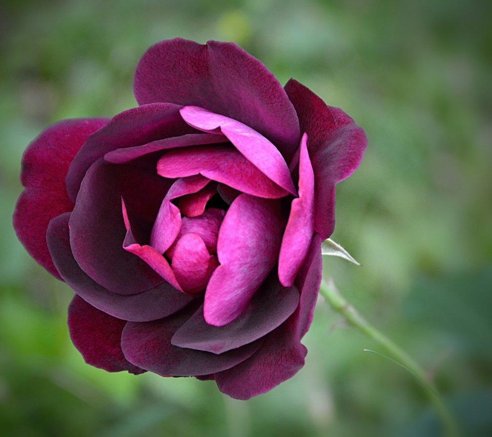Обои цветок, роза, фиолетовый, боке,  цветы, лиловая, flower, rose, purple, bokeh, flowers разрешение 5142x3312 Загрузить