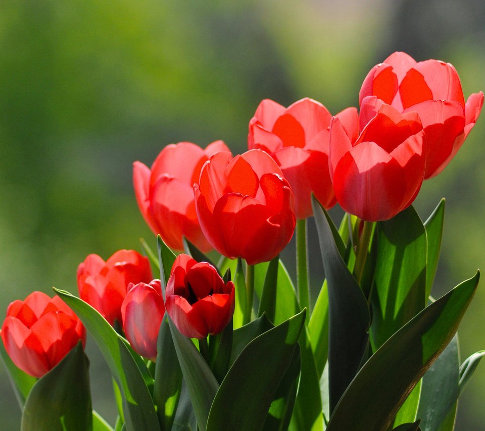 Обои цветы, бутоны, красные, весна, тюльпаны, flowers, buds, red, spring, tulips разрешение 2591x1818 Загрузить