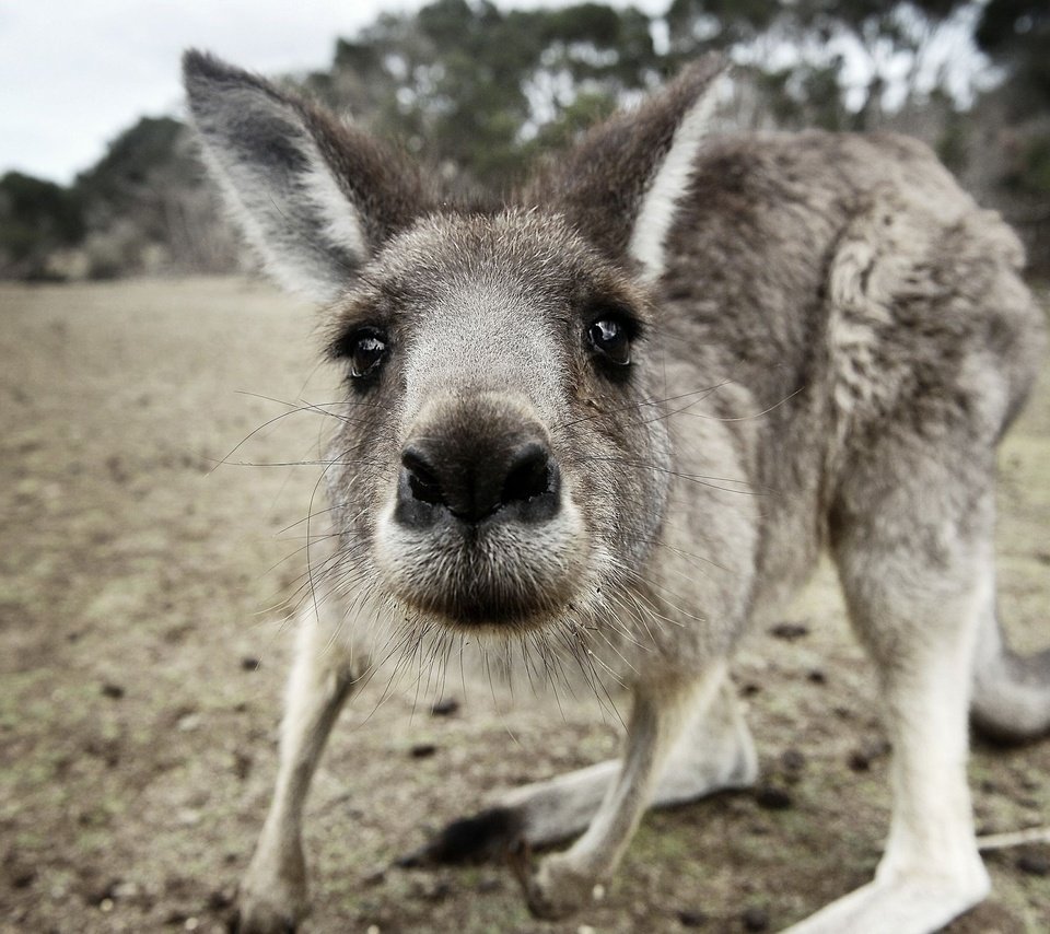 Обои морда, взгляд, животное, кенгуру, с серыми, кенгурёнок, face, look, animal, kangaroo, gray разрешение 2560x1600 Загрузить