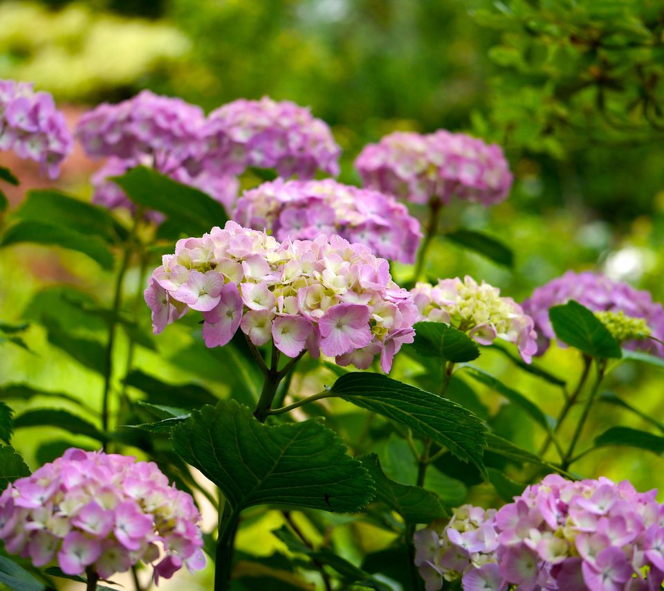 Обои цветы, цветение, листья, лепестки, куст, гортензия, flowers, flowering, leaves, petals, bush, hydrangea разрешение 2048x1368 Загрузить