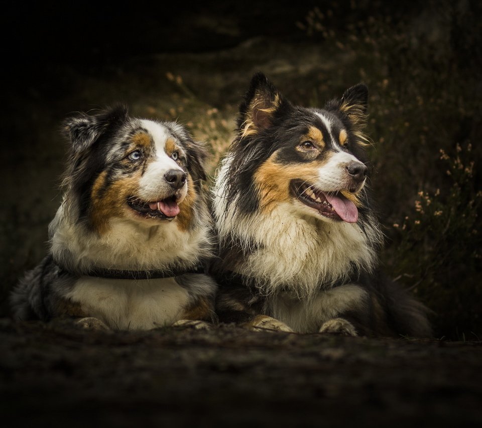 Обои лес, пара, собаки, австралийская овчарка, аусси, друганы, forest, pair, dogs, australian shepherd, aussie, boys разрешение 2000x1125 Загрузить