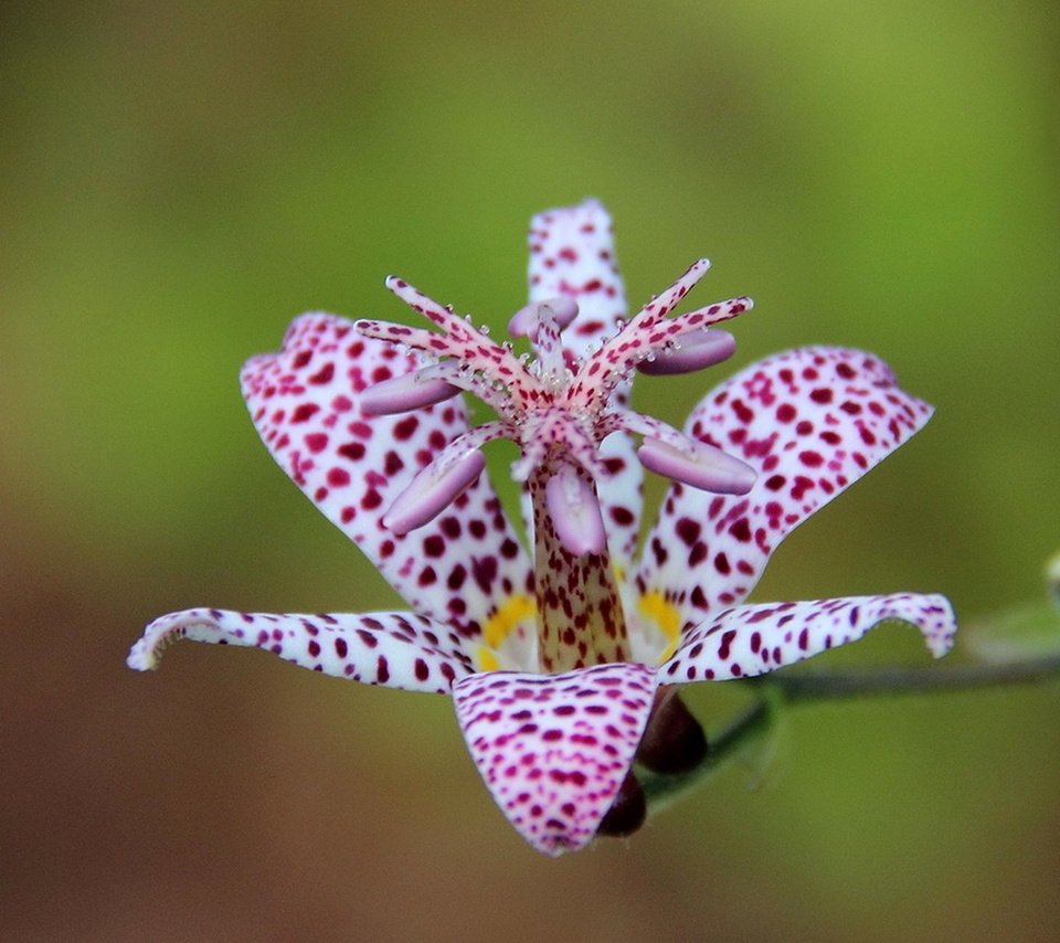 Обои макро, цветок, лепестки, трициртис, садовая орхидея, macro, flower, petals, tricyrtis, garden orchid разрешение 1920x1246 Загрузить