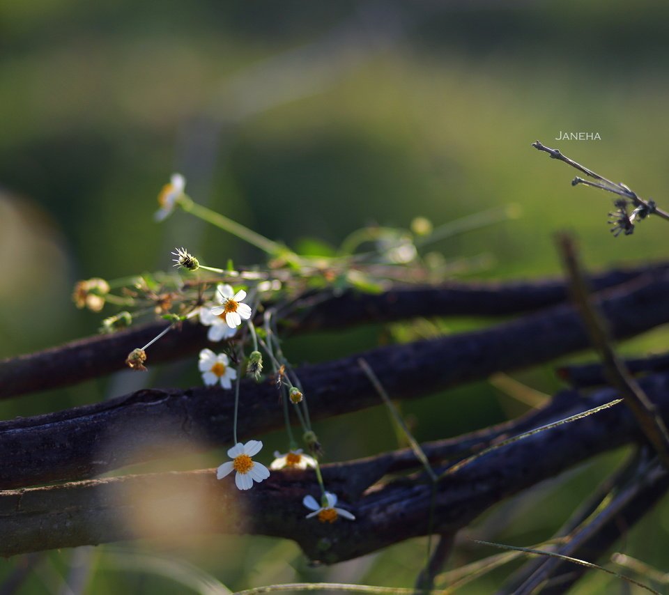 Обои цветы, природа, фон, полевые цветы, jane ha, flowers, nature, background, wildflowers разрешение 2835x1890 Загрузить