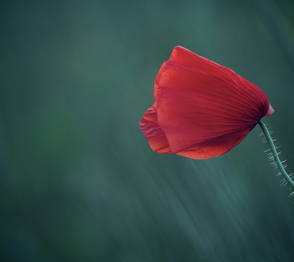 Обои макро, фон, цветок, поле, красный, мак, macro, background, flower, field, red, mac разрешение 2048x1360 Загрузить