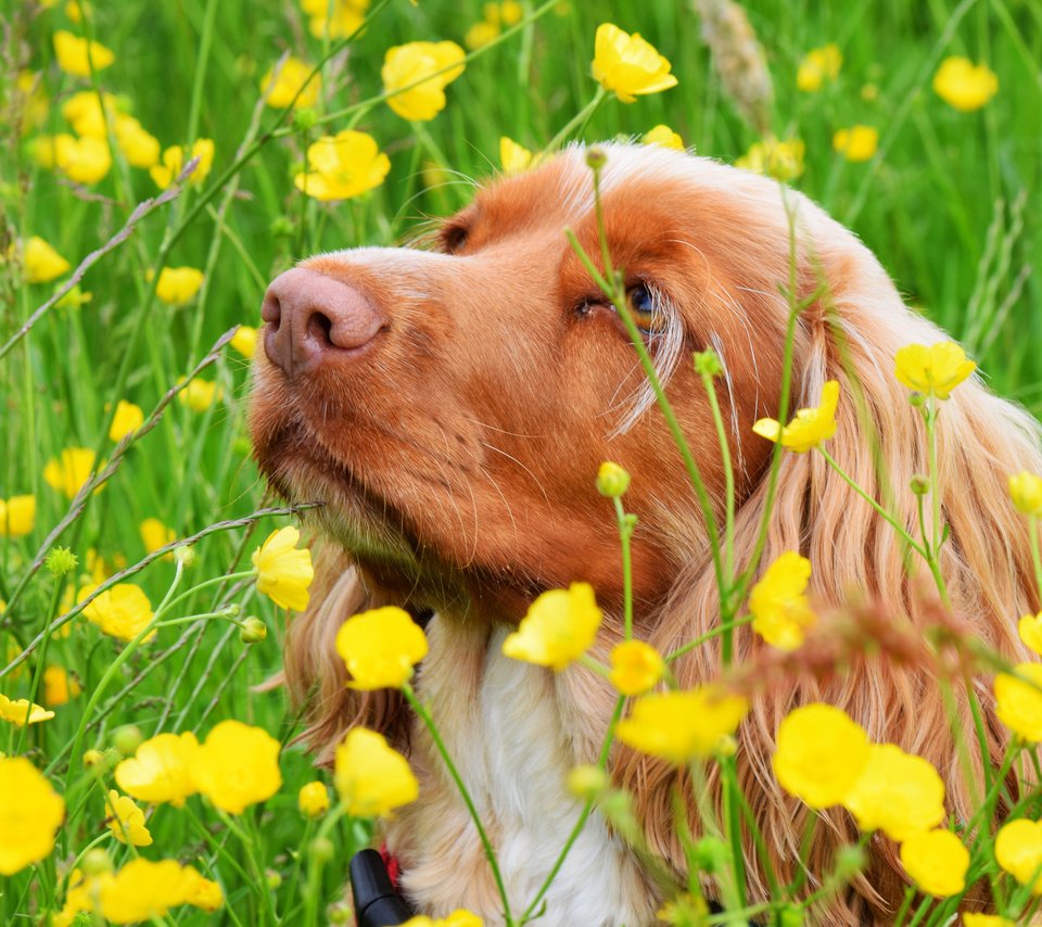 Обои цветы, взгляд, собака, flowers, look, dog разрешение 2048x1380 Загрузить