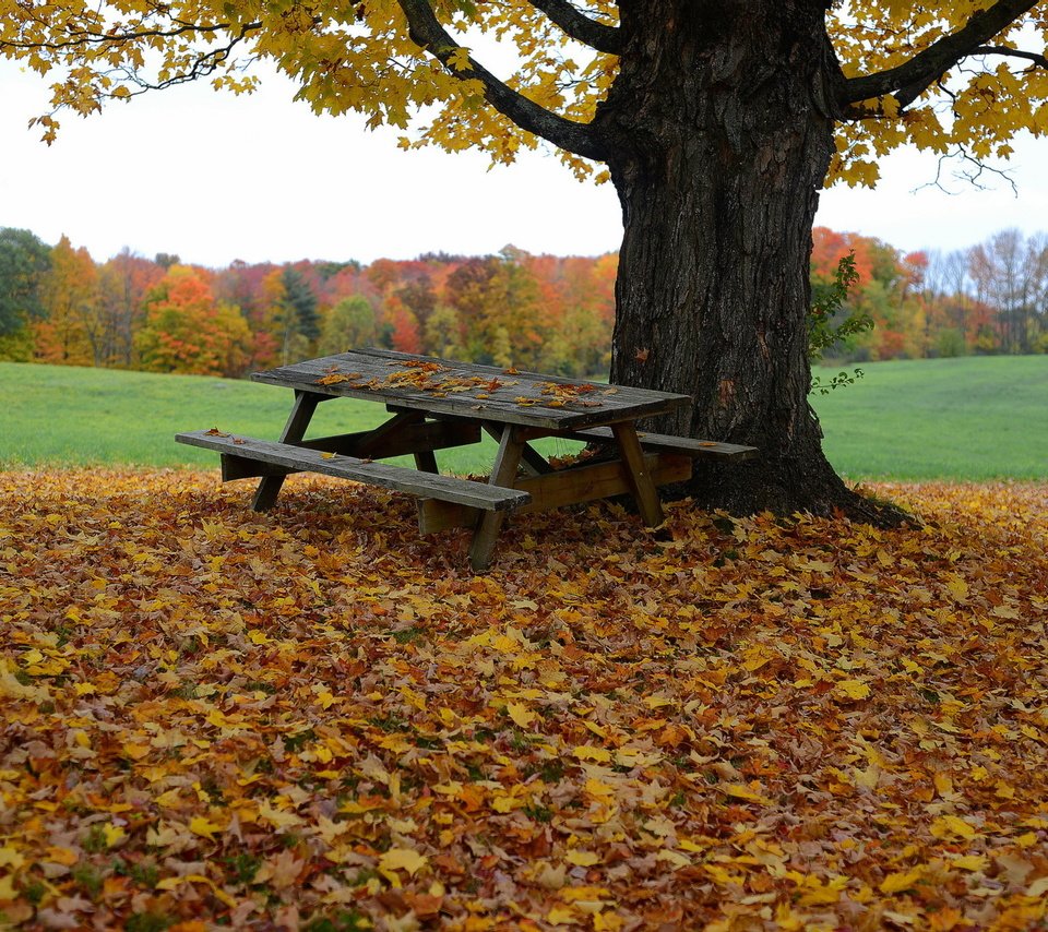 Обои дерево, листья, осень, стол, скамья, tree, leaves, autumn, table, bench разрешение 2048x1365 Загрузить