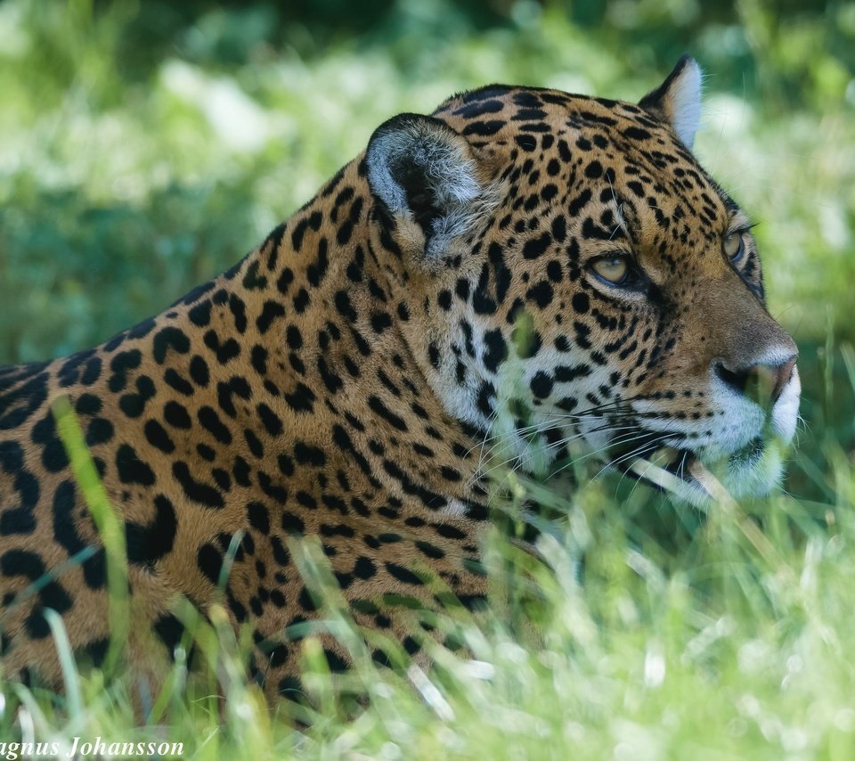 Обои морда, хищник, ягуар, дикая кошка, face, predator, jaguar, wild cat разрешение 2048x1614 Загрузить