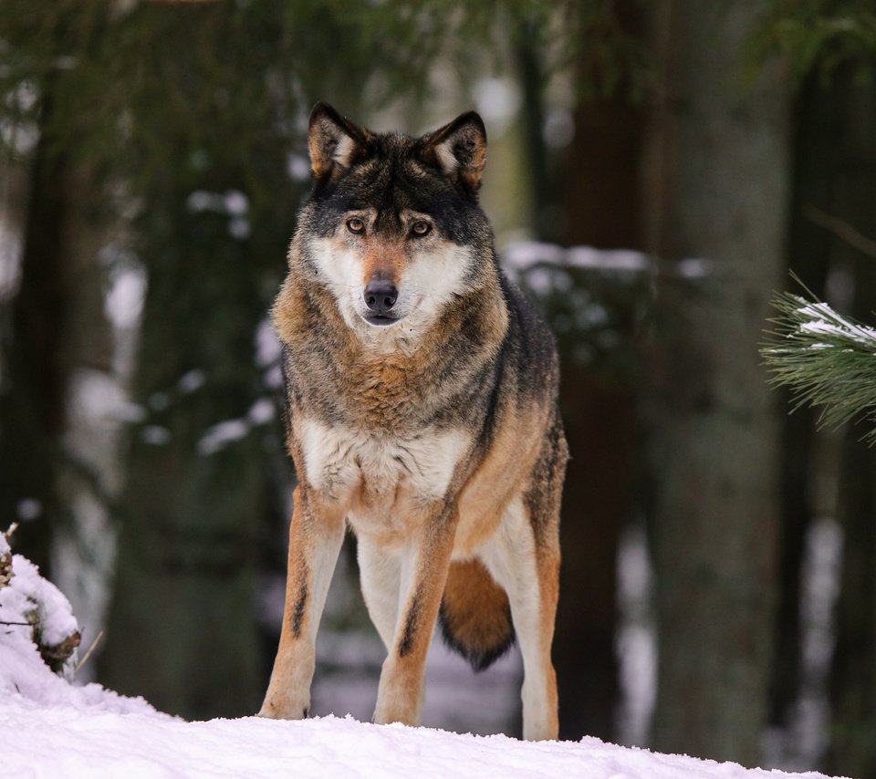 Обои снег, природа, лес, волк, quiet-bliss, snow, nature, forest, wolf разрешение 2000x1333 Загрузить