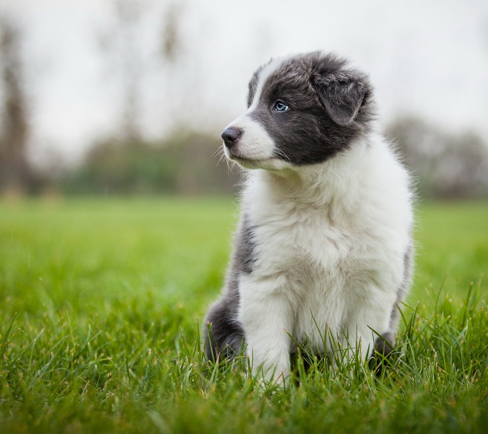 Обои трава, собака, серый, луг, щенок, аусси, grass, dog, grey, meadow, puppy, aussie разрешение 2048x1152 Загрузить