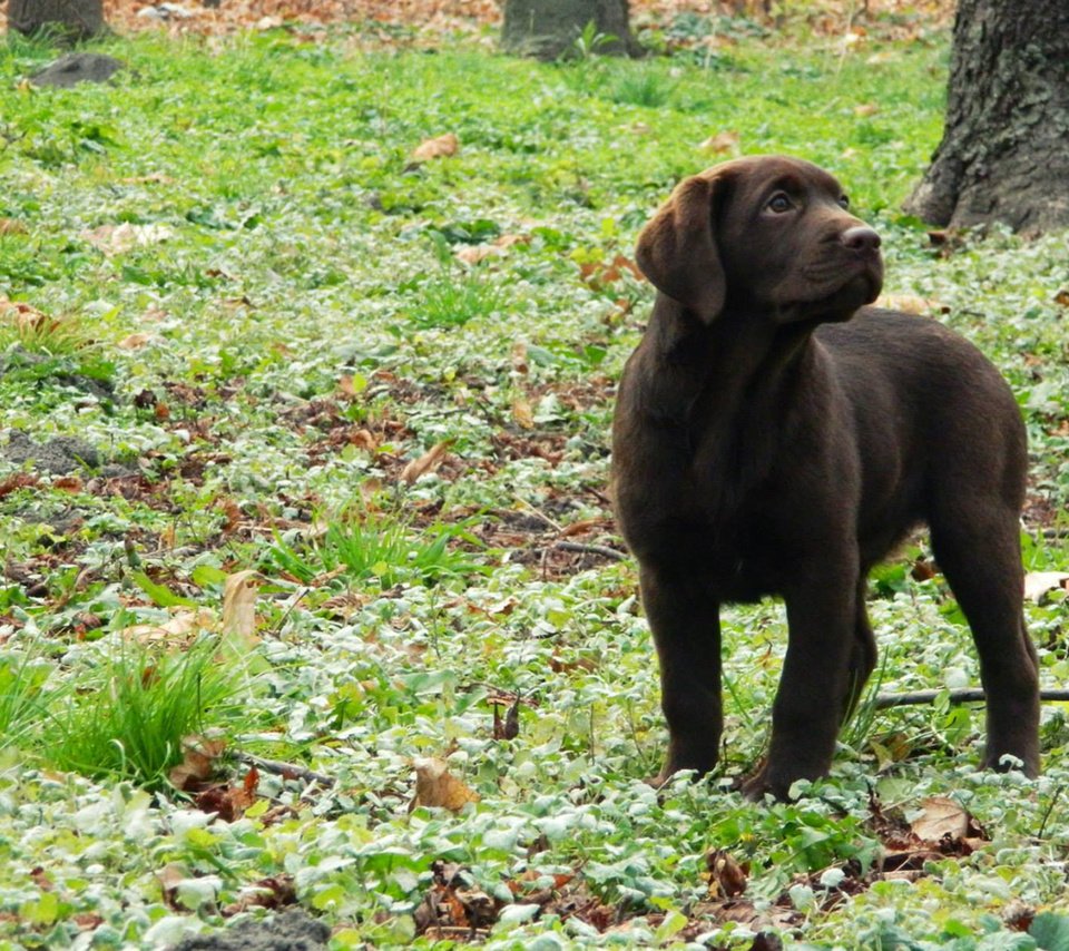 Обои трава, листья, собака, щенок, лабрадор, grass, leaves, dog, puppy, labrador разрешение 1920x1200 Загрузить