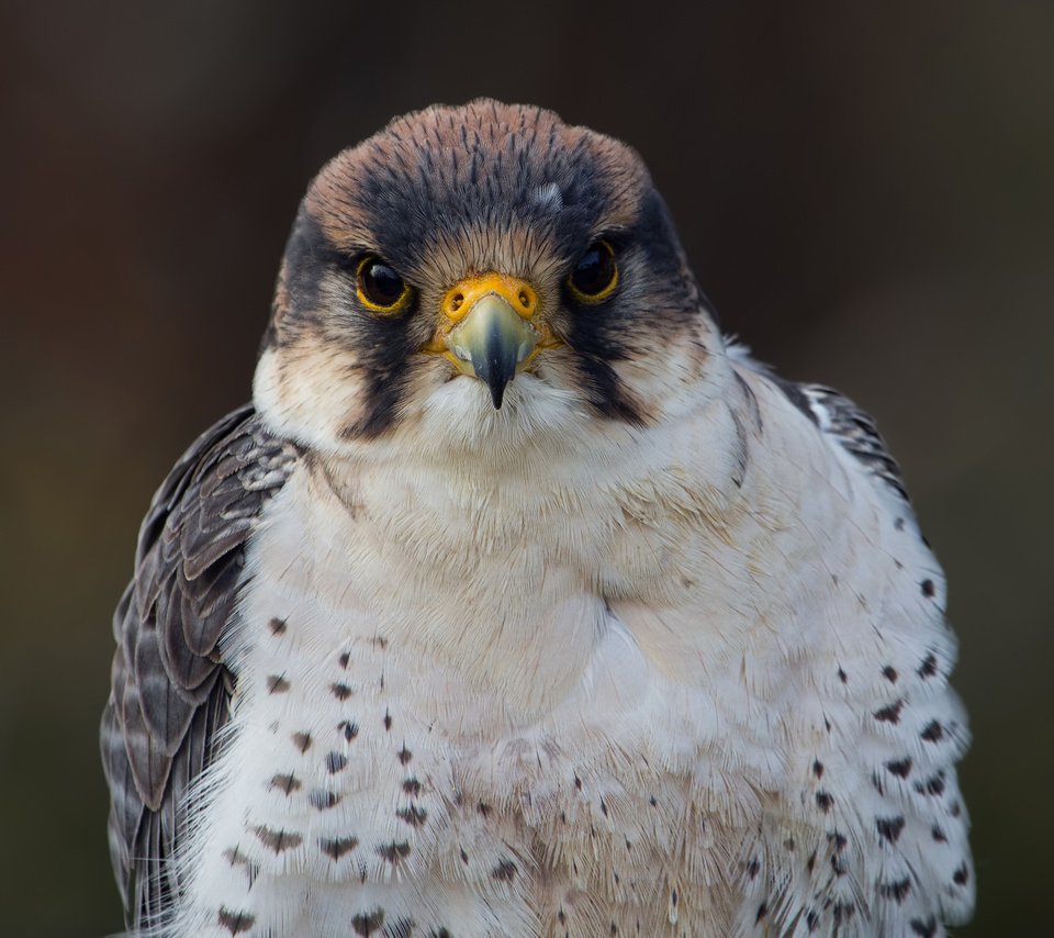 Обои взгляд, птица, фотограф, сокол, regina, lanner falcon, look, bird, photographer, falcon разрешение 2048x1540 Загрузить