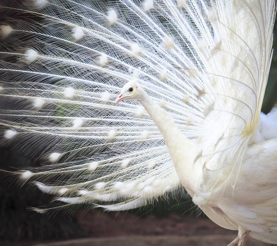 Обои белый, птица, павлин, перья, хвост, индийский, white, bird, peacock, feathers, tail, indian разрешение 1920x1080 Загрузить