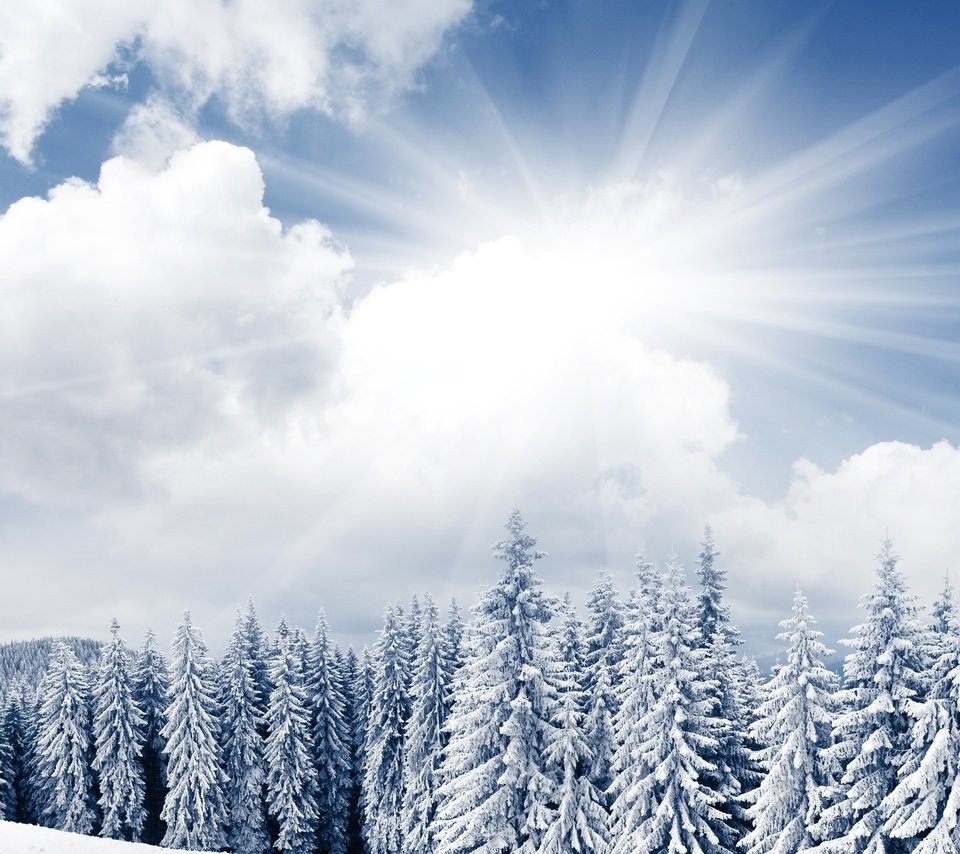 Обои небо, облака, деревья, солнце, снег, лес, зима, ели, the sky, clouds, trees, the sun, snow, forest, winter, ate разрешение 2560x1440 Загрузить