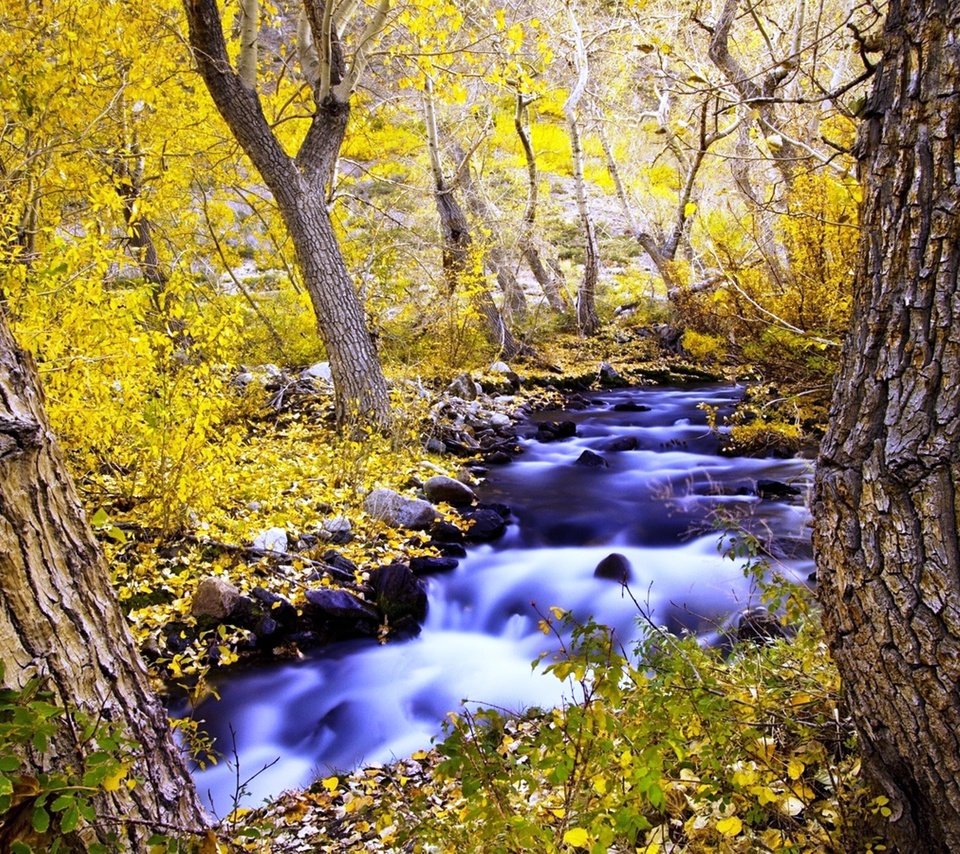 Обои деревья, природа, лес, ручей, осень, trees, nature, forest, stream, autumn разрешение 3500x1969 Загрузить