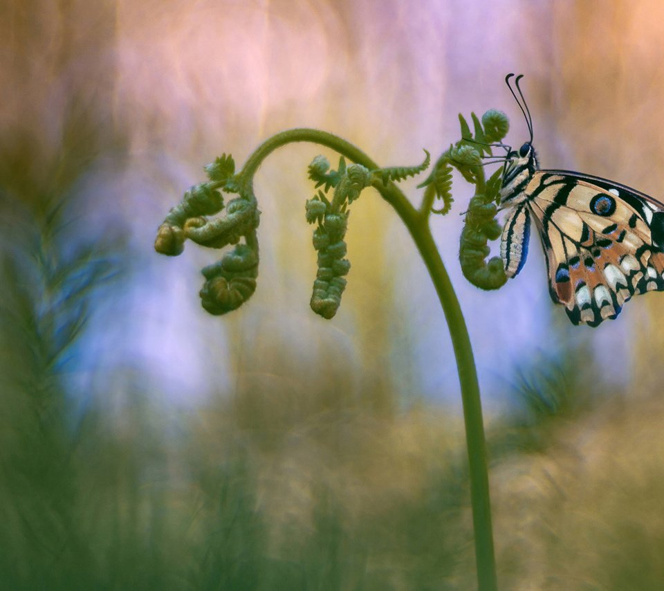 Обои насекомое, фон, бабочка, папоротник, insect, background, butterfly, fern разрешение 2048x1152 Загрузить
