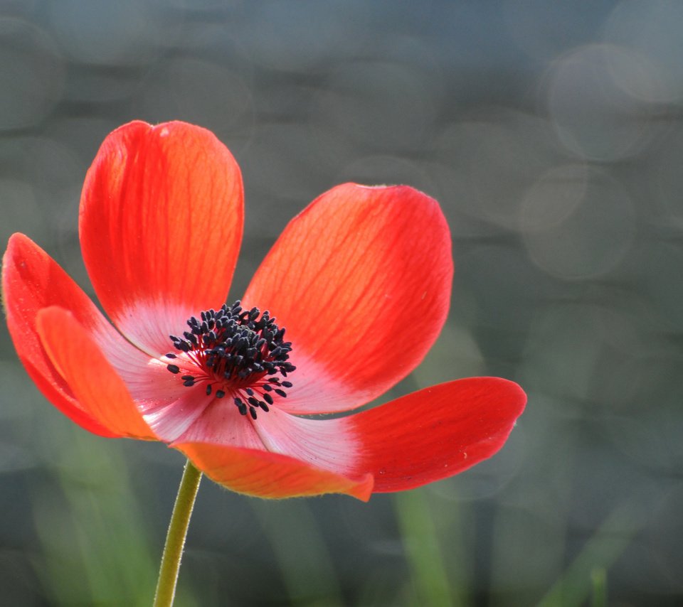 Обои фон, цветок, лепестки, красный, серый, блики, анемона, background, flower, petals, red, grey, glare, anemone разрешение 2048x1360 Загрузить
