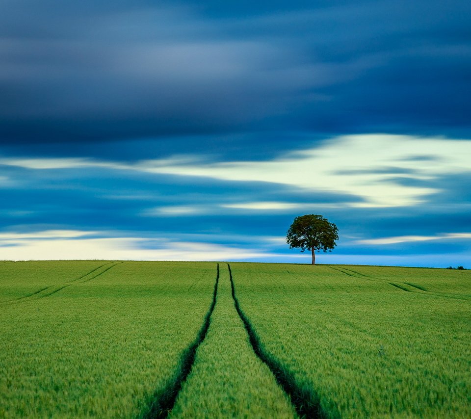 Обои небо, дерево, поле, горизонт, пшеница, the sky, tree, field, horizon, wheat разрешение 1920x1223 Загрузить