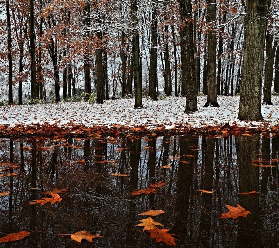 Обои снег, листья, зима, отражение, парк, осень, первый снег, snow, leaves, winter, reflection, park, autumn, the first snow разрешение 2017x1356 Загрузить