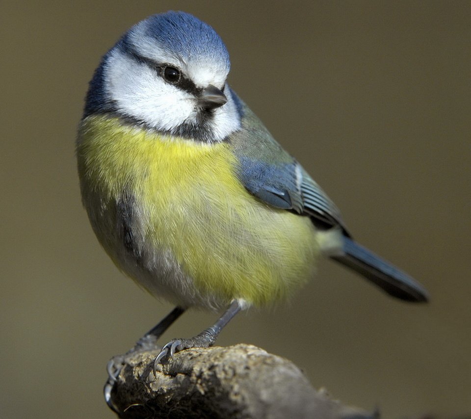 Обои макро, птица, клюв, перья, синица, синичка, лазоревка, cиница, macro, bird, beak, feathers, tit, titmouse, blue tit разрешение 1920x1437 Загрузить