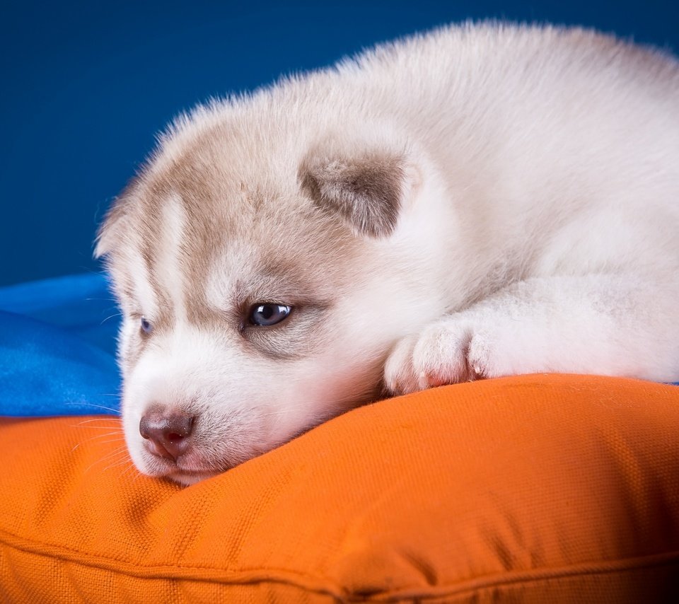 Обои собака, щенок, хаски, подушка, голубоглазый, dog, puppy, husky, pillow, blue-eyed разрешение 2880x1800 Загрузить