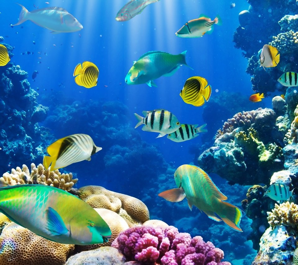 Обои море, рыбки, рыбы, океан, кораллы, риф, подводный мир, sea, fish, the ocean, corals, reef, underwater world разрешение 3000x1970 Загрузить