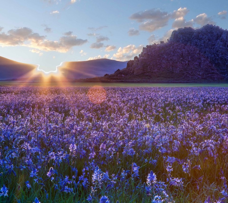 Обои небо, цветы, облака, природа, закат, пейзаж, поле, солнечные лучи, the sky, flowers, clouds, nature, sunset, landscape, field, the sun's rays разрешение 2880x1800 Загрузить