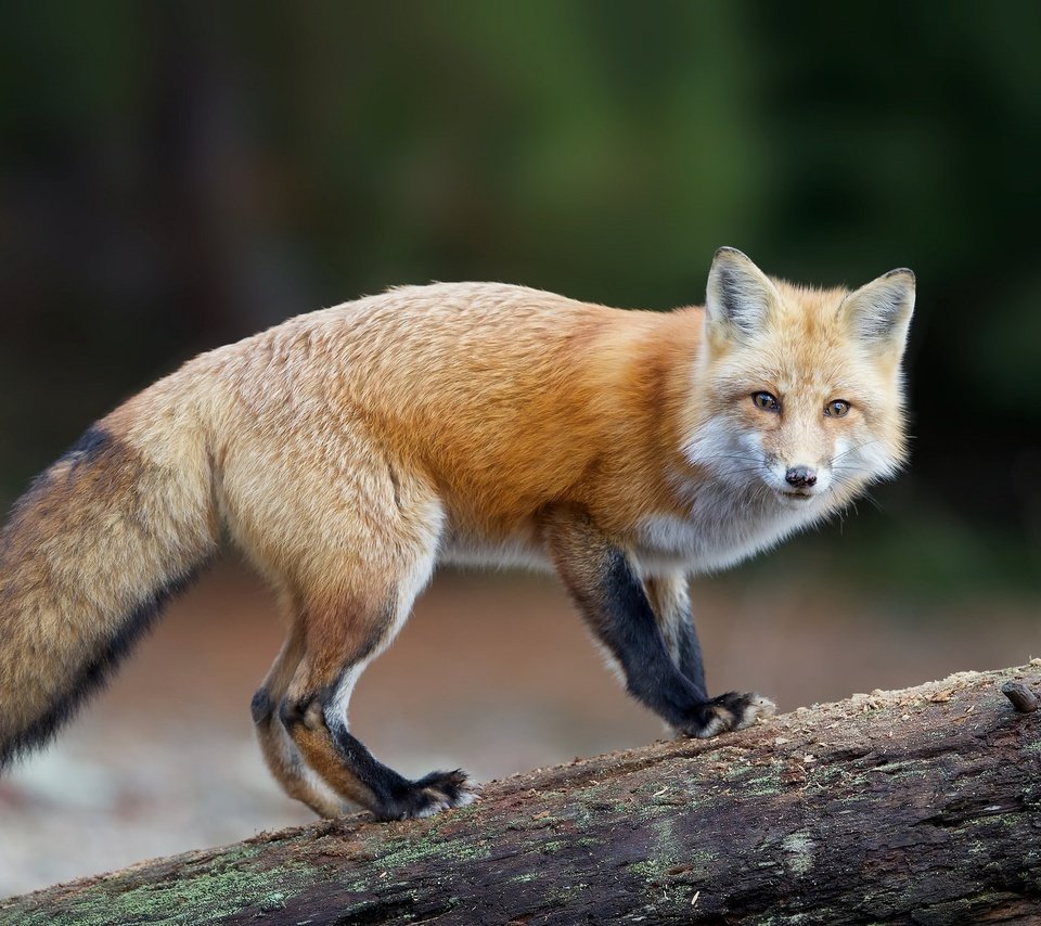 Обои взгляд, рыжая, лиса, хищник, лисица, хвост, look, red, fox, predator, tail разрешение 2048x1286 Загрузить