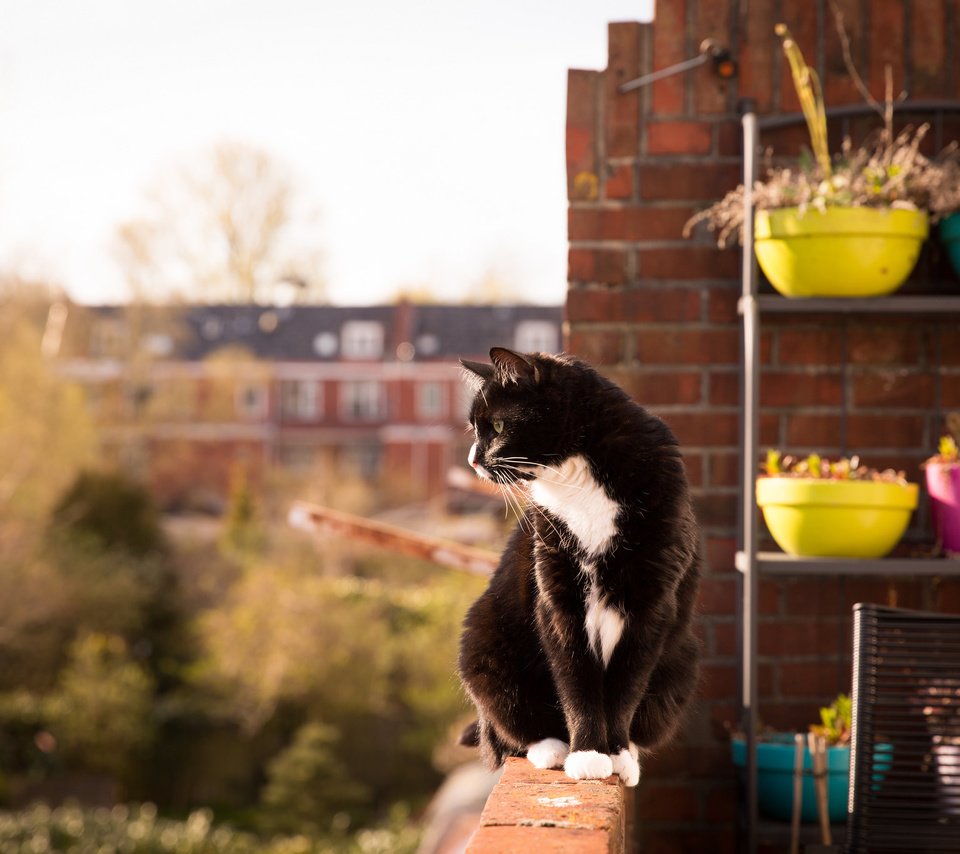 Обои кот, взгляд, сидит, балкон, cat, look, sitting, balcony разрешение 2048x1365 Загрузить