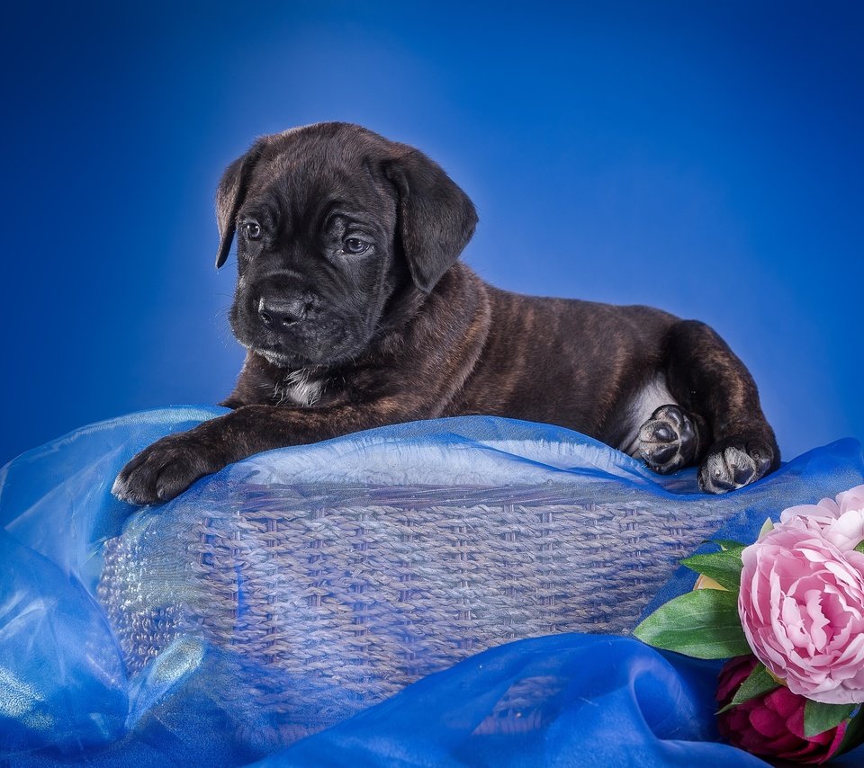 Обои цветы, щенок, ткань, корзина, кане-корсо, flowers, puppy, fabric, basket, cane corso разрешение 3600x2320 Загрузить