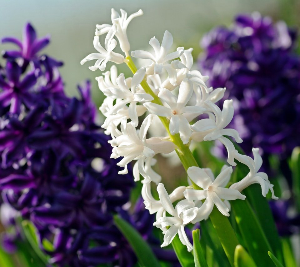 Обои цветы, макро, фиолетовый, белый, гиацинт, flowers, macro, purple, white, hyacinth разрешение 2232x1484 Загрузить