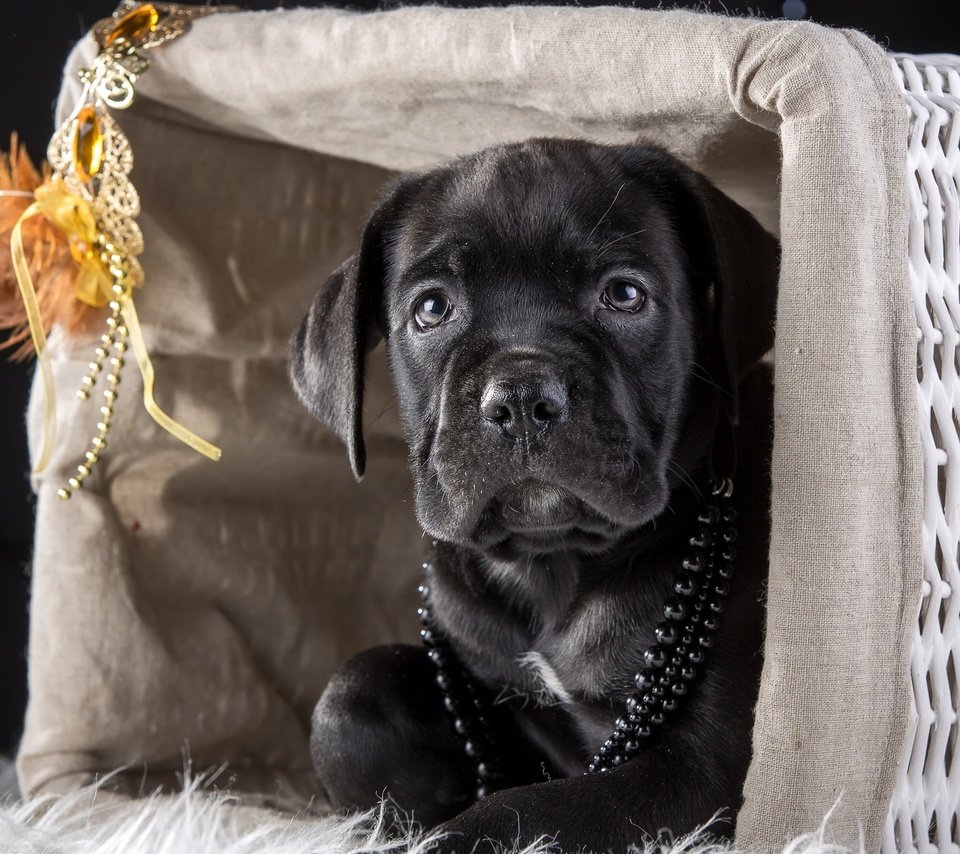 Обои маска, щенок, корзина, бусы, кане-корсо, mask, puppy, basket, beads, cane corso разрешение 4000x2634 Загрузить