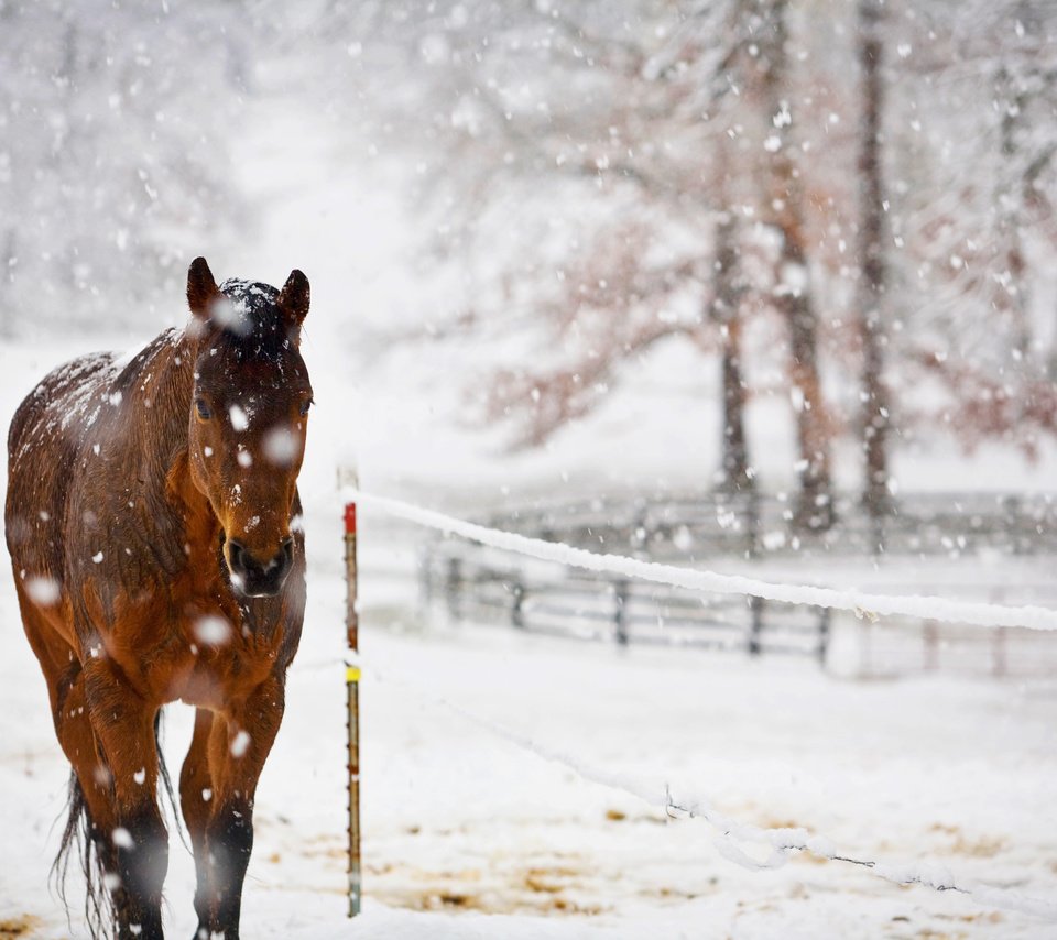 Обои лошадь, снег, природа, конь, horse, snow, nature разрешение 4368x2912 Загрузить