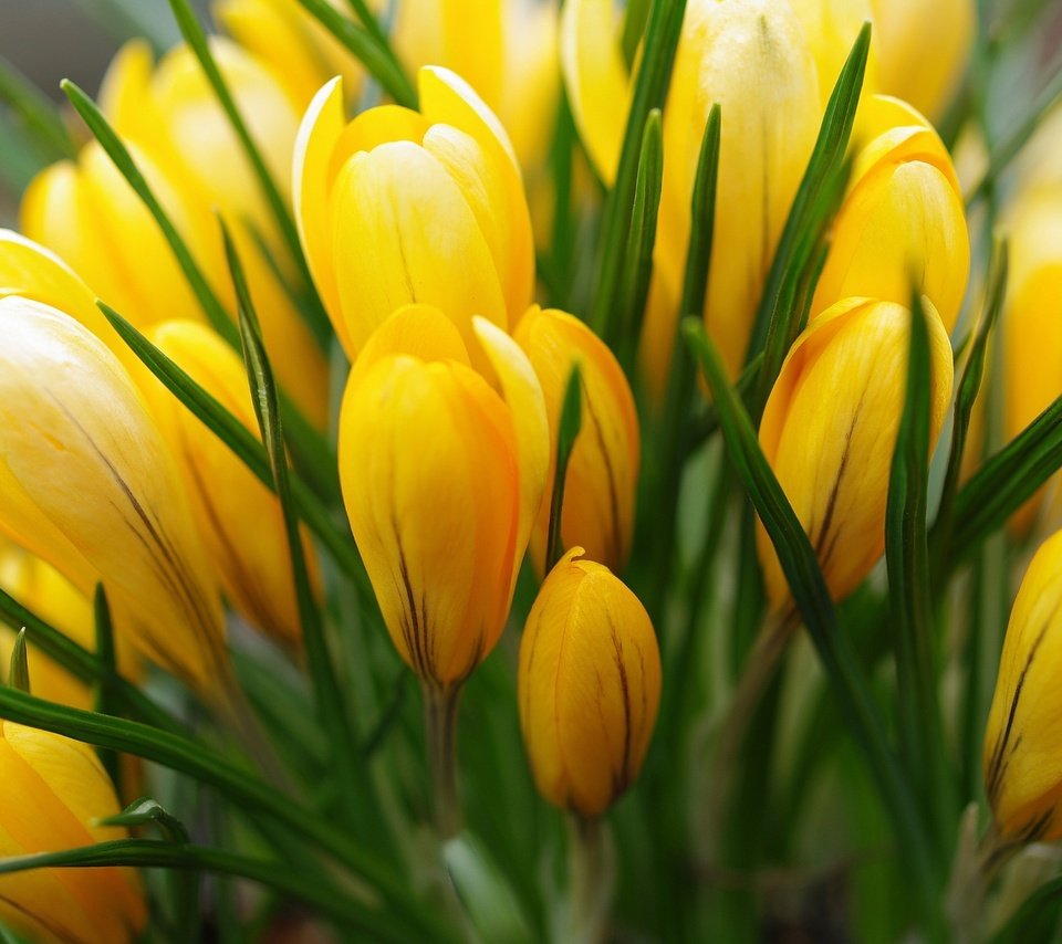 Обои желтый, весна, крокусы, yellow, spring, crocuses разрешение 2232x1484 Загрузить