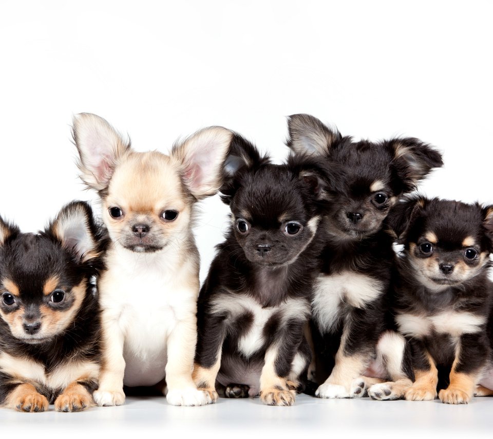 Обои щенки, милые, чихуахуа, квинтет, puppies, cute, chihuahua, quintet разрешение 3000x1911 Загрузить