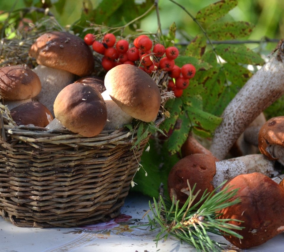 Обои грибы, корзина, рябина, боровики, mushrooms, basket, rowan разрешение 1920x1321 Загрузить