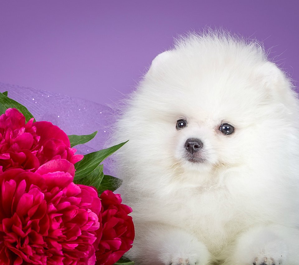 Обои цветы, мордочка, взгляд, белый, собака, щенок, пионы, шпиц, flowers, muzzle, look, white, dog, puppy, peonies, spitz разрешение 2400x1474 Загрузить