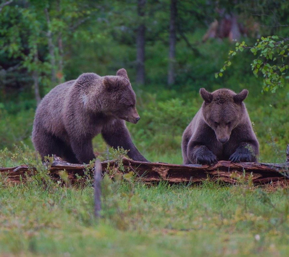 Обои лес, медведь, пара, бревно, бурый, forest, bear, pair, log, brown разрешение 1920x1228 Загрузить