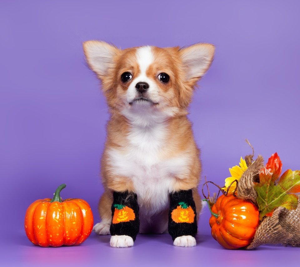 Обои листья, собака, щенок, носки, тыква, чихуахуа, leaves, dog, puppy, socks, pumpkin, chihuahua разрешение 3300x2106 Загрузить