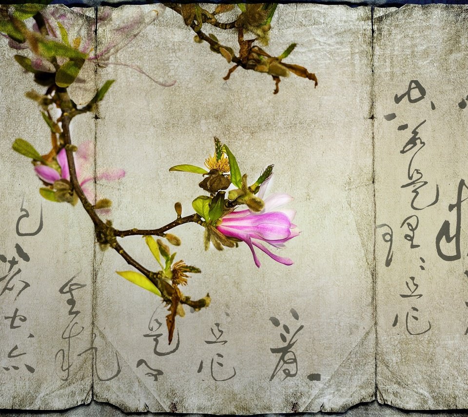 Обои цветок, бумага, иероглифы, магнолия, flower, paper, characters, magnolia разрешение 2048x1367 Загрузить