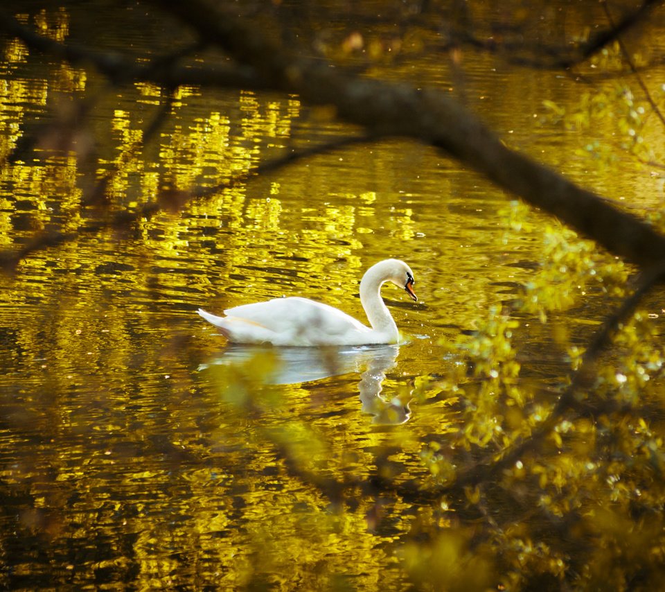 Обои озеро, природа, отражение, птица, лебедь, белый лебедь, лебедь-шипун, lake, nature, reflection, bird, swan, white swan разрешение 2874x1916 Загрузить