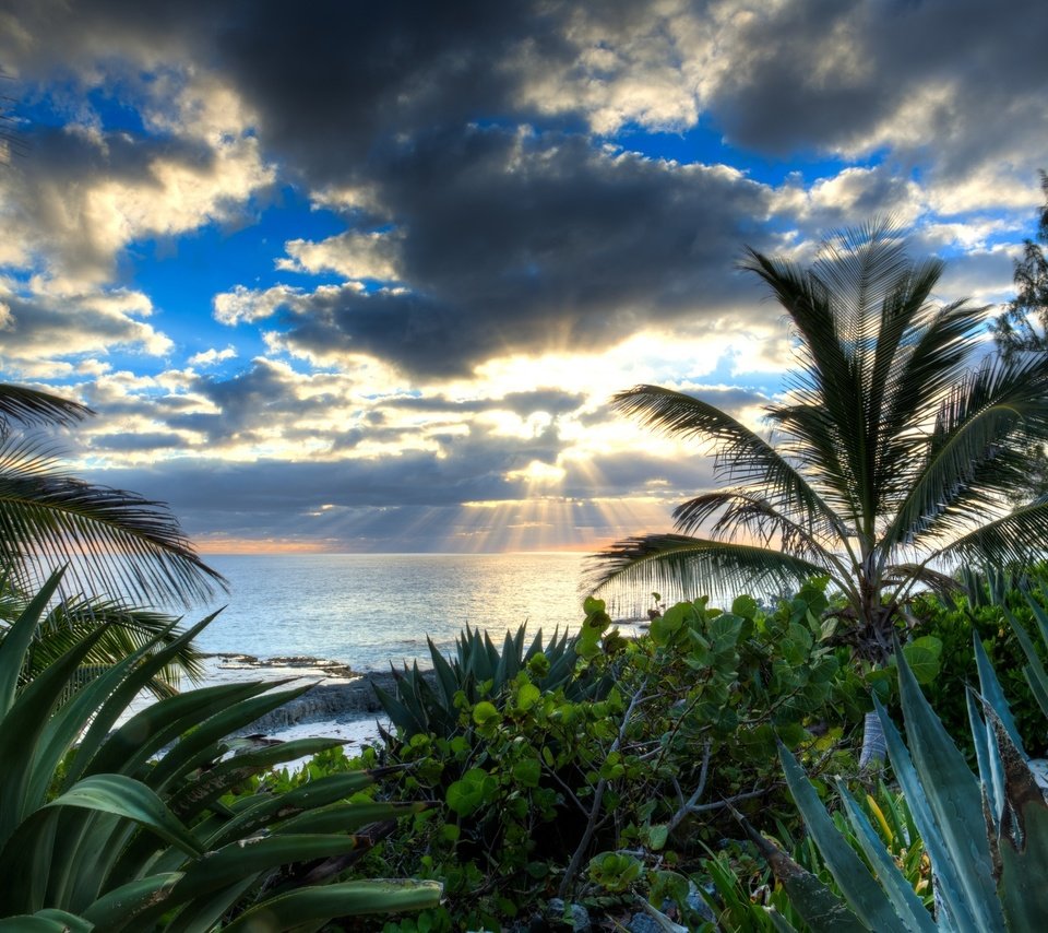 Обои вода, солнце, тучи, лучи, море, пальмы, алоэ, water, the sun, clouds, rays, sea, palm trees, aloe разрешение 2048x1366 Загрузить