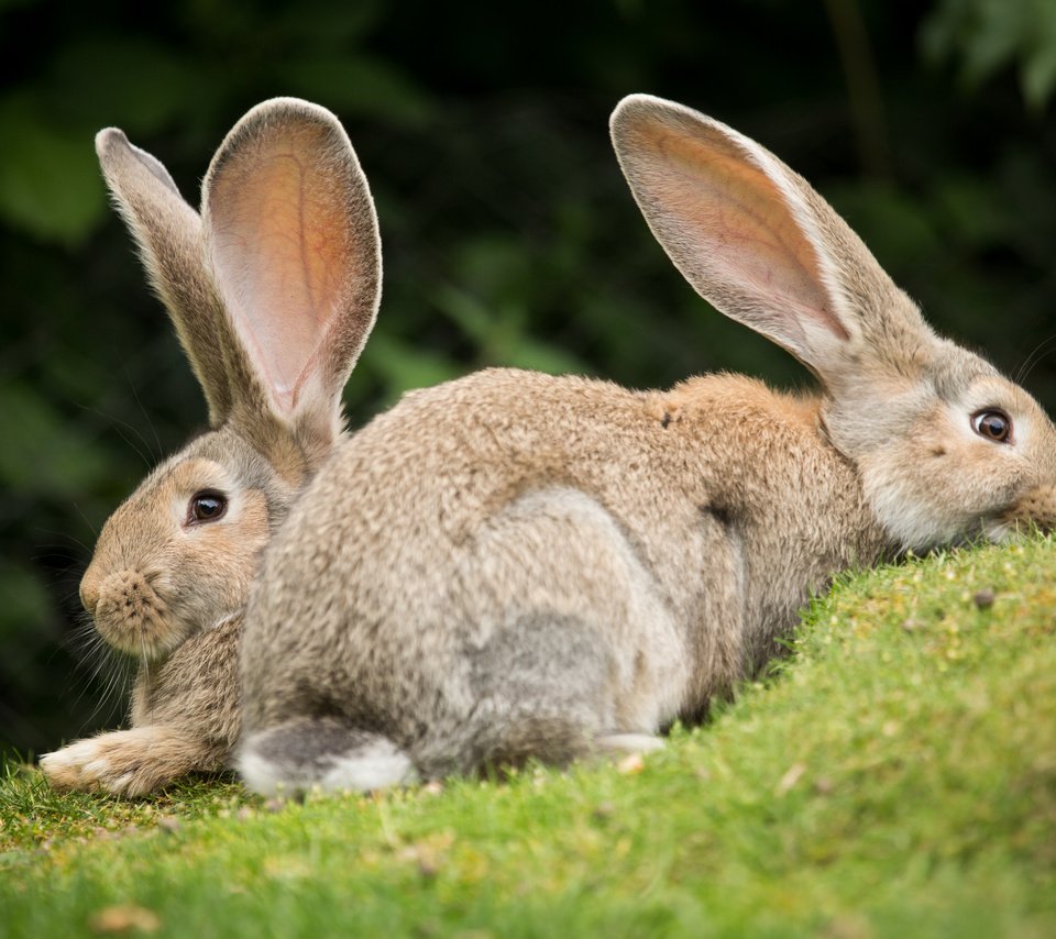 Обои трава, пара, кролики, grass, pair, rabbits разрешение 5184x3456 Загрузить