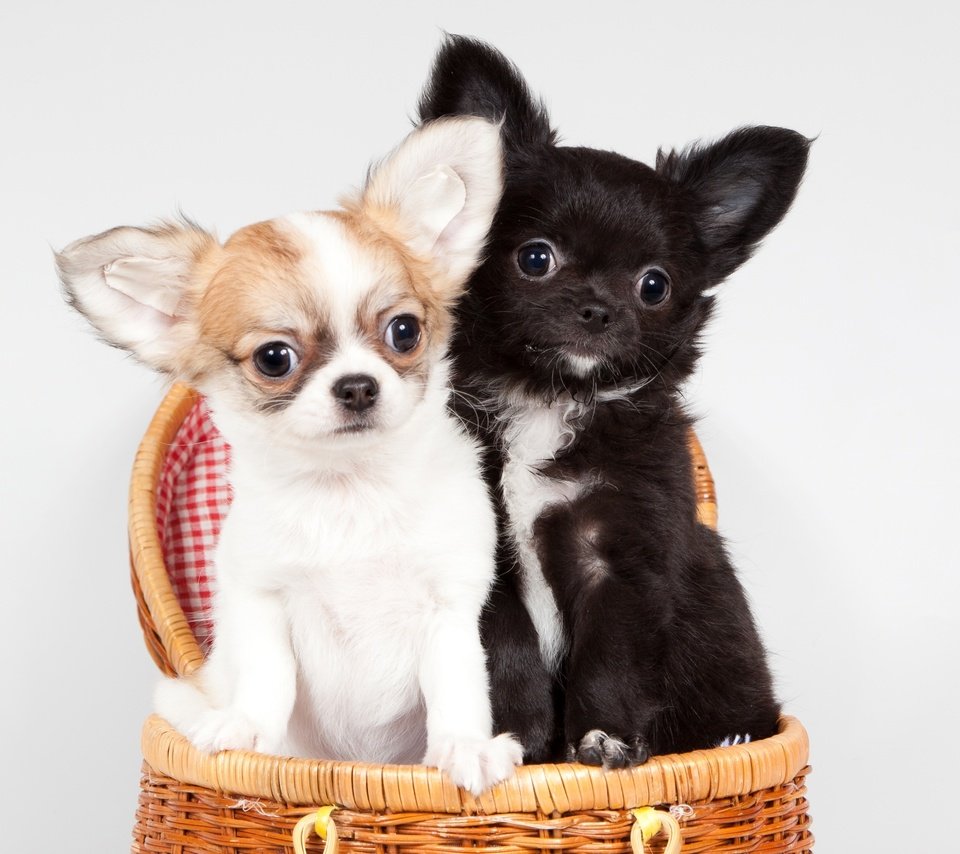 Обои корзина, щенки, милые, чихуахуа, basket, puppies, cute, chihuahua разрешение 3000x1920 Загрузить